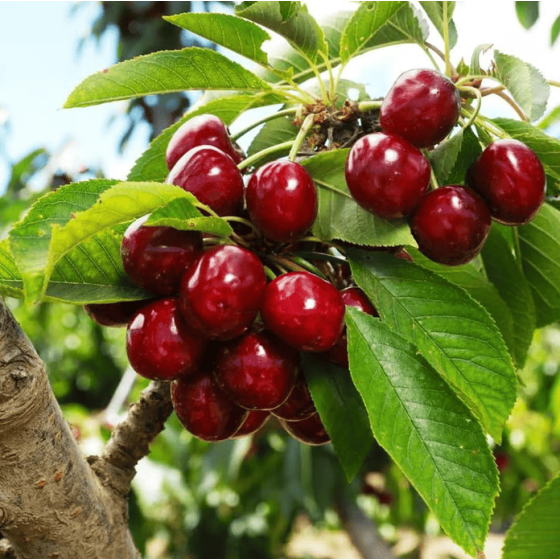 🍒 (New Harvest) Sweet Cherry Seeds 🌿Pre-Primed for High Germination (99% Germination)